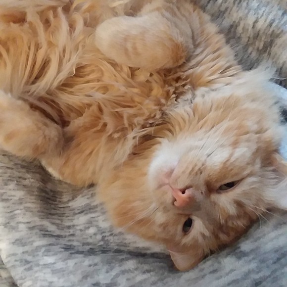 miso_cat